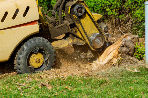 Emergency Storm Tree Removal in Miami, FL